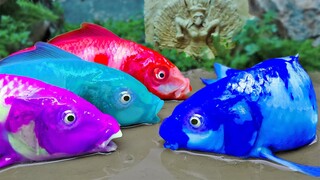 Ikan Cupang Maling Mewarnai telur, Koi Warna-warni Stop Motion Memasak ASMR Lucu Kepiting Polisi