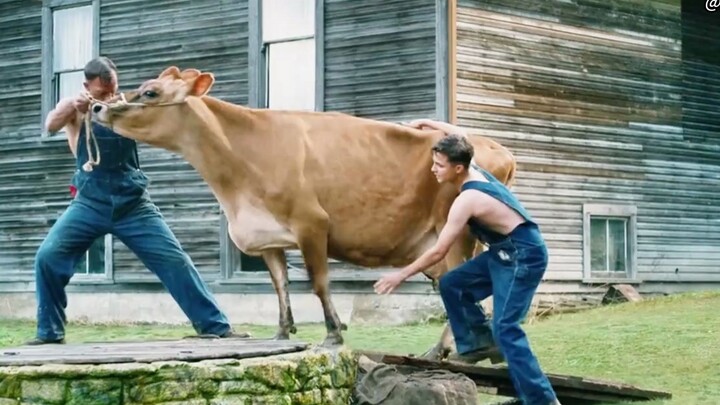 Kinh hoàng: Hai cha con vì muốn giết một con bò mà đã che giấu chuyện như vậy