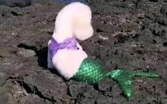 Wu Shixun memang hebat, vivi: Soal apa pun yang berhubungan dengan Wu Shixun, kamu sama sekali tidak