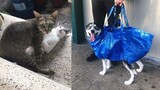 Tiktok Thú Cưng Hải Hước – Chó Mèo Hài Hước Dễ Thương | Funny Animals Compilation Try Not To Laugh
