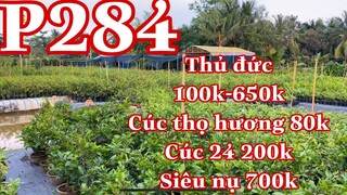 mai vàng chơi tết p284 | 0909502080 Chị Út | thọ hương 80k - thủ đức 100k-650k- cúc trân châu 200k