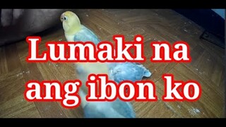 Malaki na ang ibon ko #1 - #Kamoimoi #Kamoymoy #Malakinaangibonko