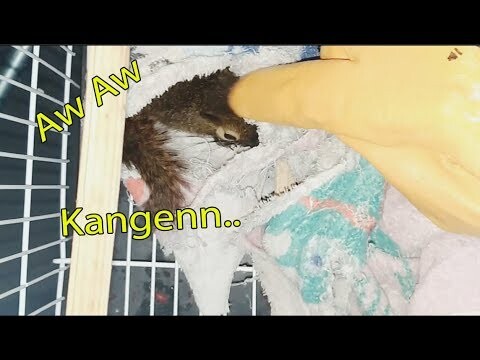 WALAUPUN SIBUK KERJA, BONDING TIME MALAM BIKIN MAKIN JINAK| PECINTA BINTANG