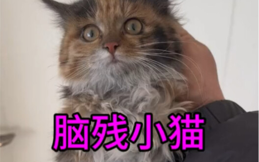 Beberapa kucing memang sejak lahir sudah menunjukkan bakat menjadi pengembara