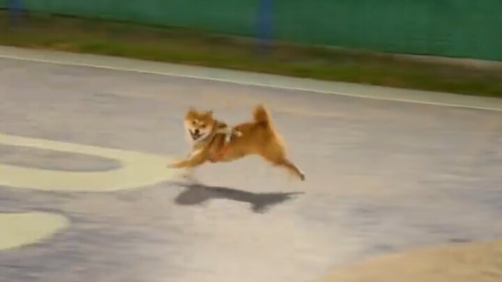 Trải nghiệm nhập vai bắt chó Shiba