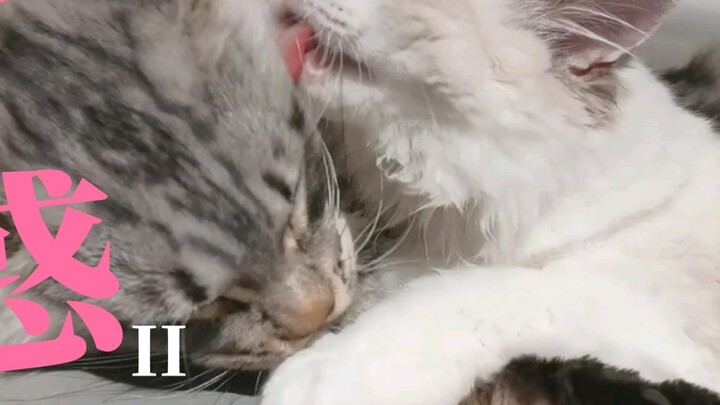 The number one cat movie producer in China, come and challenge me!!!