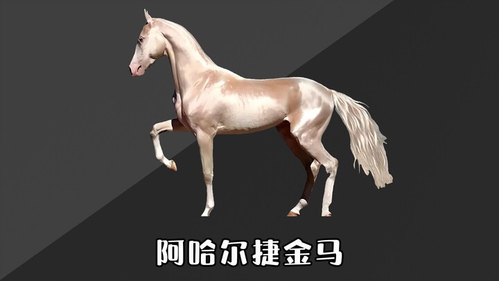 Tôi là ngựa Akhal-Teke; có thể bạn không rành về ngựa, nhưng chỉ cần nhìn thôi là biết tôi quá xa tầ