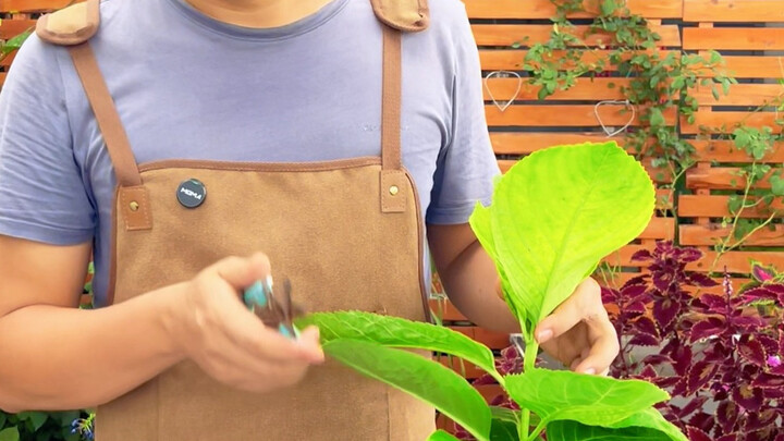 How to make hydrangea lollipops