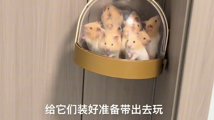 ลืมเจ้าหนูแฮมสเตอร์ไปเลย……