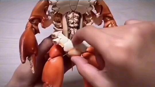 Robo Crab