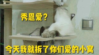 Dua ekor kucing secara terang-terangan pamer kemesraan, hari ini aku akan menghancurkan sarang cinta