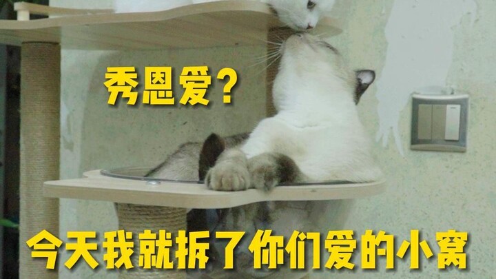 แมวสองตัวโชว์ความหวานต่อหน้ากันแบบโจ๋งครึ่ม วันนี้ฉันจะรื้อซ่องรักของพวกเธอเดี๋ยวนี้!