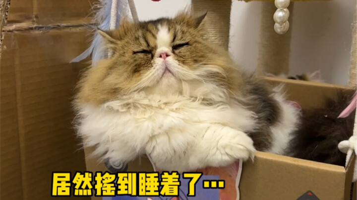 ฉันเข้าใจแล้ว แมวที่ยิ่งโง่ก็ยิ่งไม่เมารถ
