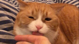 小咪：姜阿姨的求生欲测试题太难了！我还是交白卷吧QAQ