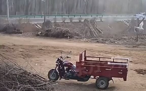 Pada tanggal 28 November, di Dalian, Liaoning, seorang wanita yang tadinya ingin memasak angsa besar