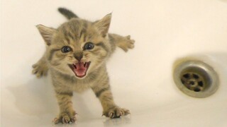 First Bath For Kitten