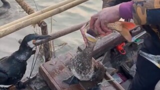 一吃一个不吱声