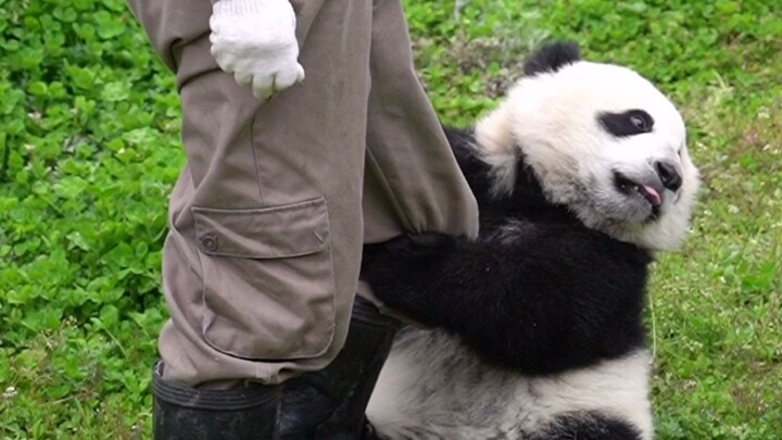 Laughing to death! Giant panda Chuanchuan’s double standard scene!