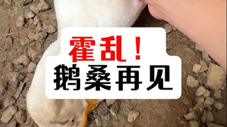 Cholera! Goose Sang forever!