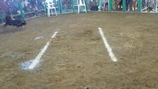 Yan Ang palahe