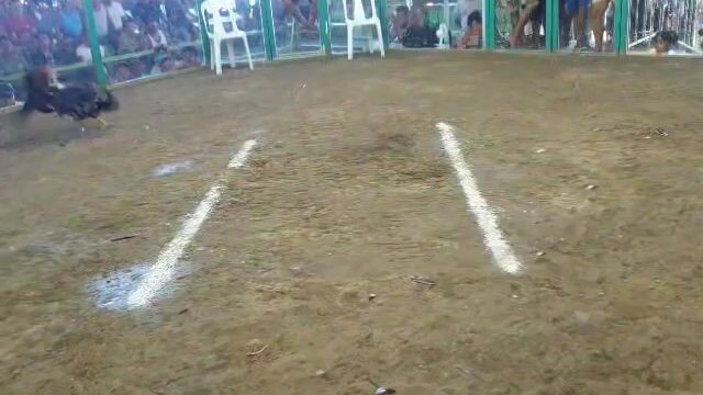Yan Ang palahe