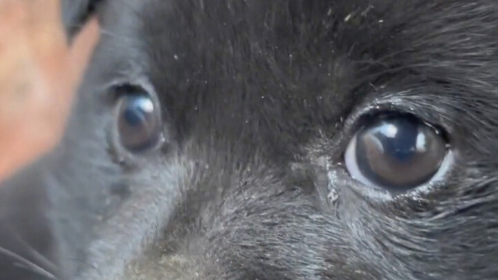 ลูกหมาดวงดีของฉันโตเป็นผู้ใหญ่แล้ว!