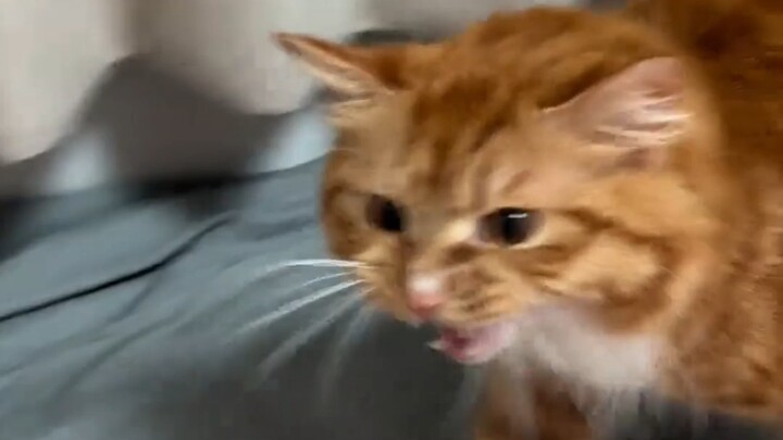 Cat: Bastard, bastard, bastard, egg!
