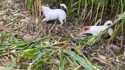 Cute dog harvesting corns.