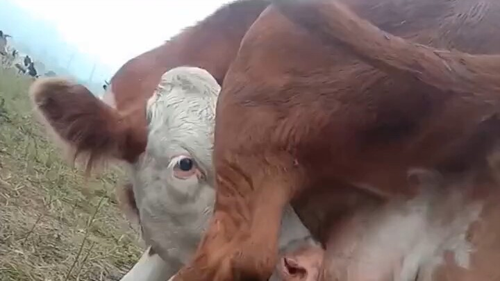 يا له من حلّ ذكي: إنتاج محلي وبيع مباشر!