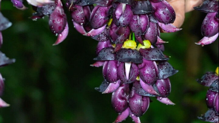اضغطي الربيع في معدتك! جمع الزهور البرية الشافية يكشف أسرار أطباق الزهور التي كان الأقدمون يتناولونه