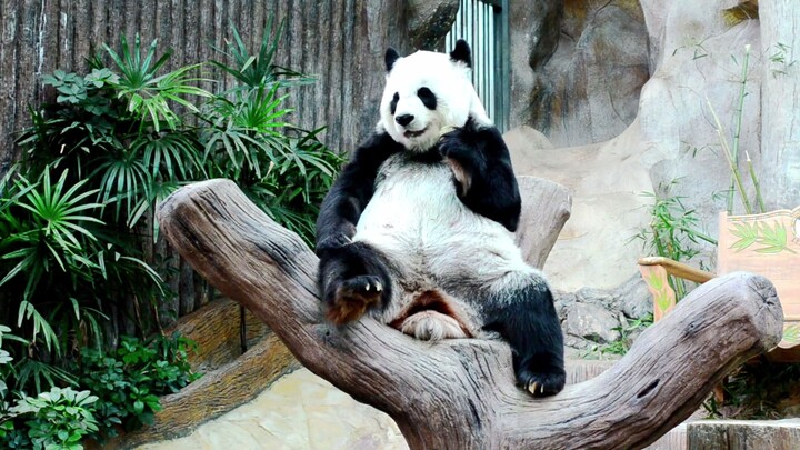 Así Vive el Oso Panda Gigante | Secretos del Símbolo de China | Documental Completo