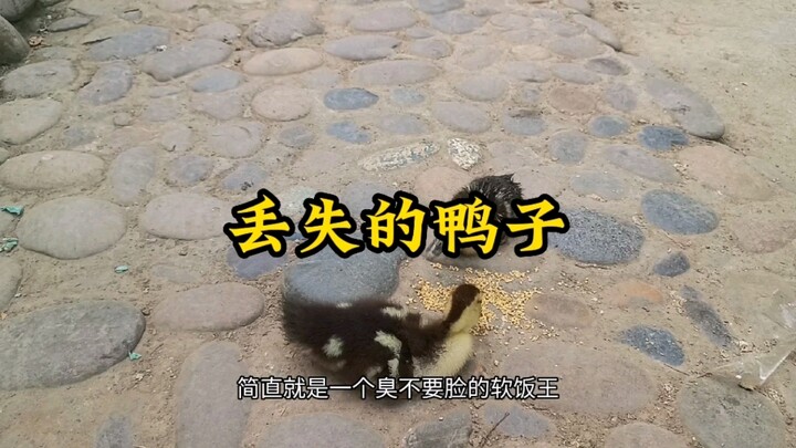 البطة المفقودة عُثر عليها، ولم ينقص منها شيء!