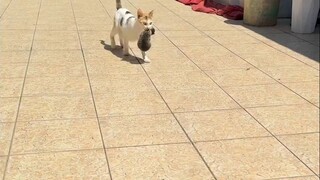 雪貂：那我睡哪啊？