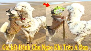 Thú Cưng TV | A Đan ký sự nuôi lạc đà #2 | Lạc đà thông minh vui nhộn | camel cute  Pets