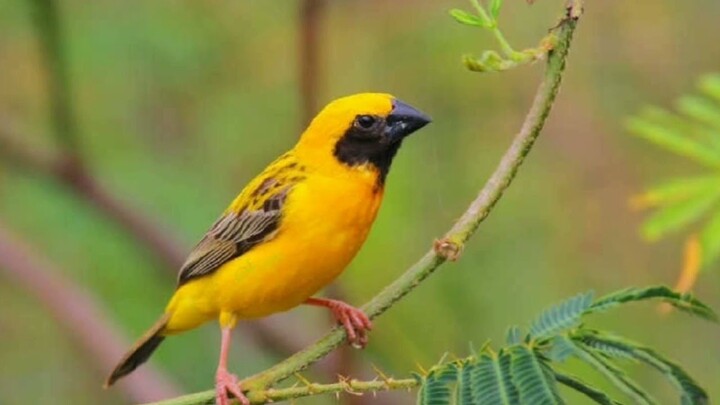 SUARA BURUNG MANYAR GACOR COCOK UNTUK PANCINGAN DENGAN SUARA AIR MENGALIR