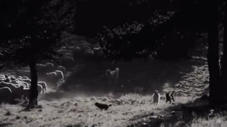 Apakah anjing gembala benar-benar bisa melindungi kawanan domba?