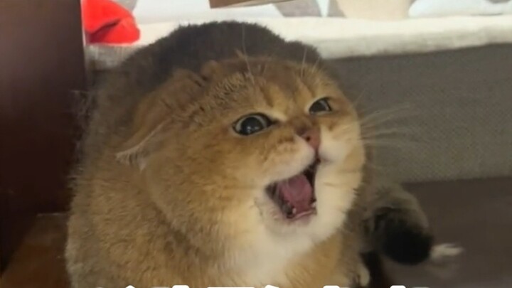 Even when cats are mad, they’re still so cute!