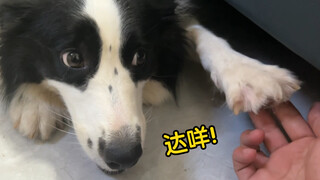 当你想要挠狗子的脚底板，看看它们什么反应？