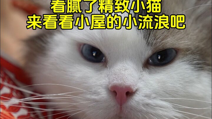 Give a Home to an Unglamorous Kitten