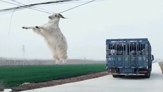 Thú cưng đáng yêu| Tuyển tập các pha không thể lý giải của động vật