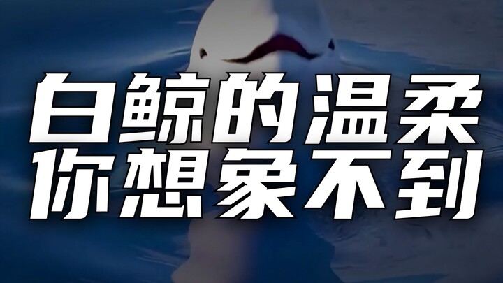 Paus Putih Ini Benar-Benar Menenangkan!