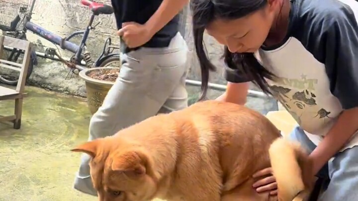 Such a fun-loving yellow dog—there are actually two of them!