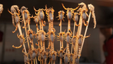 Món ăn đường phố Trung Quốc - Bọ cạp sống, Côn trùng, cá ngựa,... | Street Food