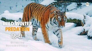 WILD SIBERIA _ Survival Secrets of the Frozen Wilderness _ Animal documentary