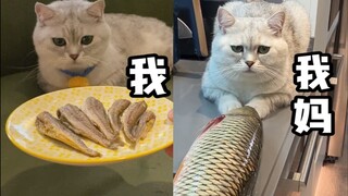 自己养猫和我妈养猫2.0