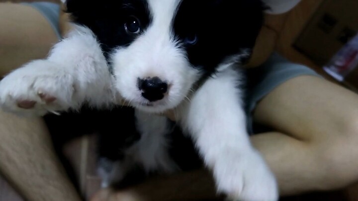 [Hewan]Membuka Kotak Isi Border Collie