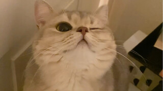 Kucing kecil yang paling jago mengedipkan mata di seluruh internet～