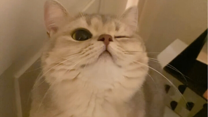 Kucing kecil yang paling jago mengedipkan mata di seluruh internet～