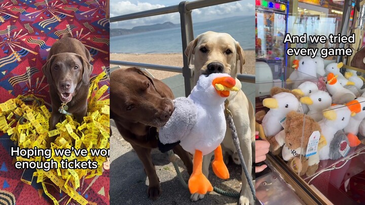 For the dog's beloved doll, the owner played all the games in the arcade