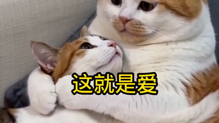 Đây chính là tình yêu